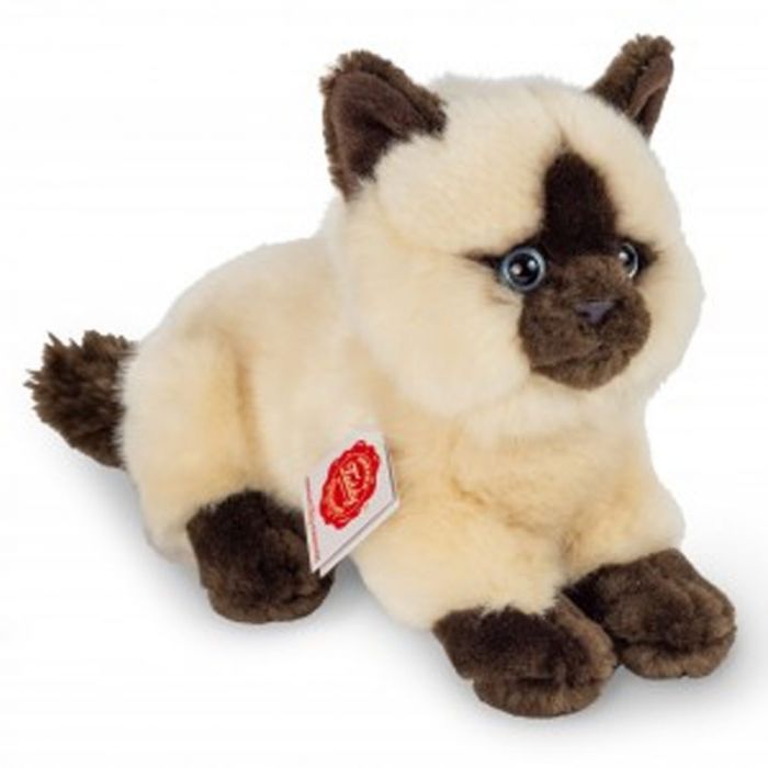 siamese cat teddy