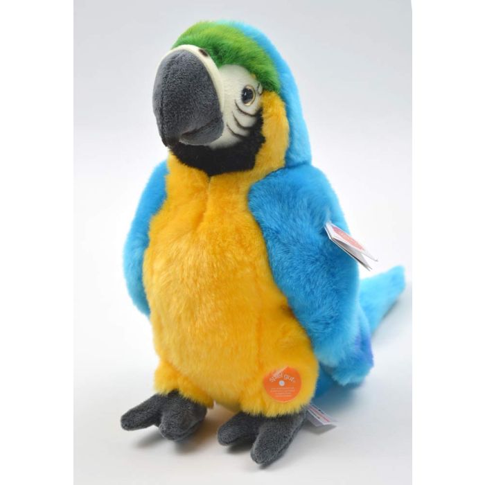 Teddy parrot sale